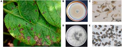 Multi-omics approaches to understand pathogenicity during potato early blight disease caused by Alternaria solani